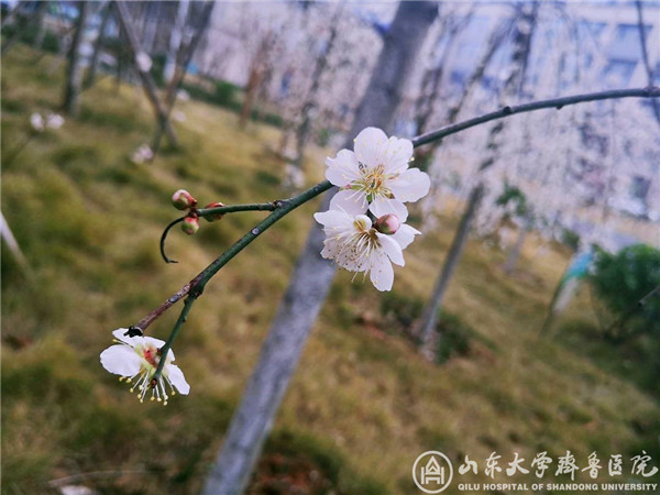 【“战疫”手记——来自湖北一线】（二十三）风雨过后，我们共赴春光