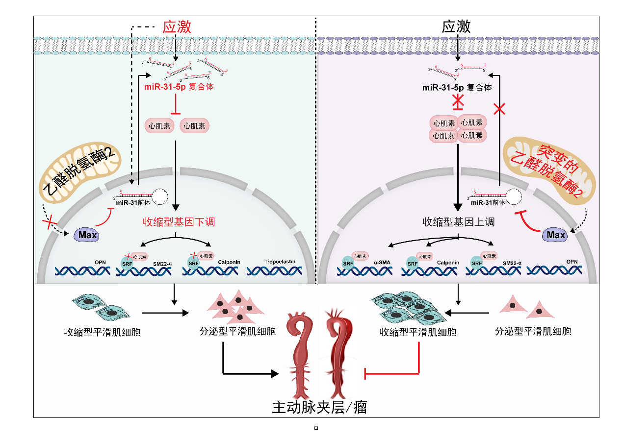 陈玉国和徐峰团队在《European Heart Journal》发表重要研究成果